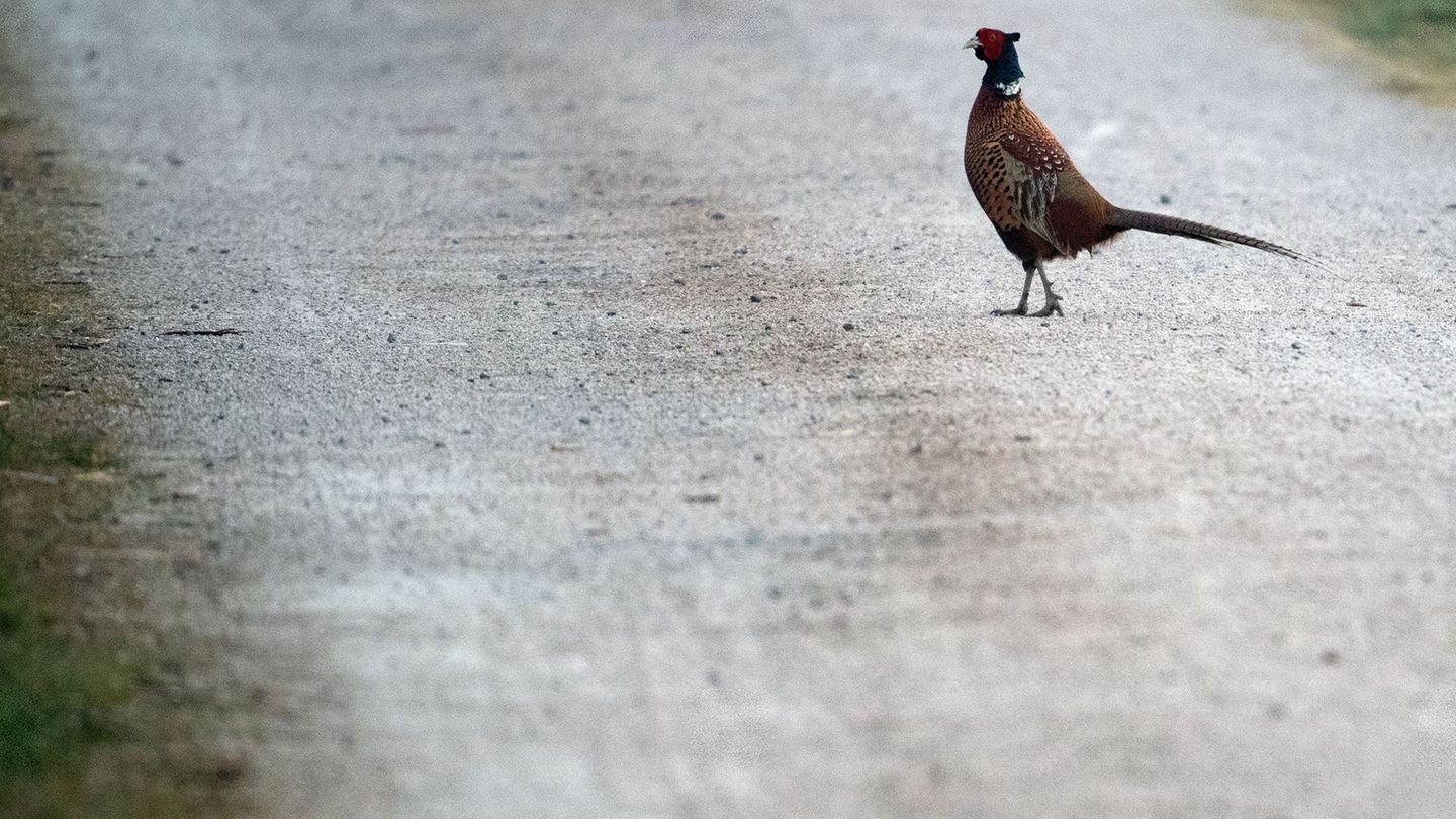 Vogel auf Fahrbahn: Fahrerin weicht Fasan aus und prallt gegen Baum