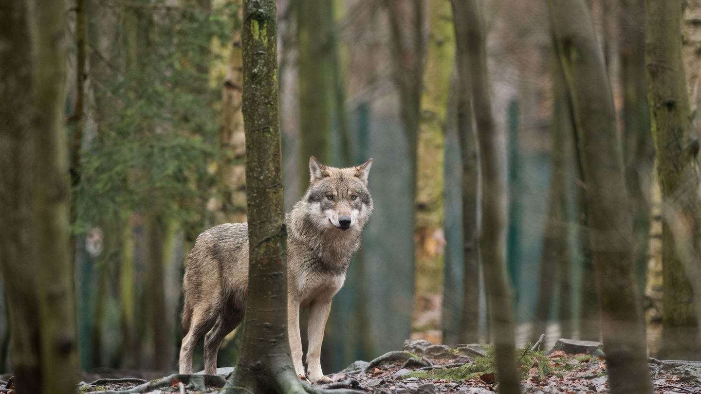 Wölfe in Sachsen: Mehr Nutztiere von Wölfen gerissen