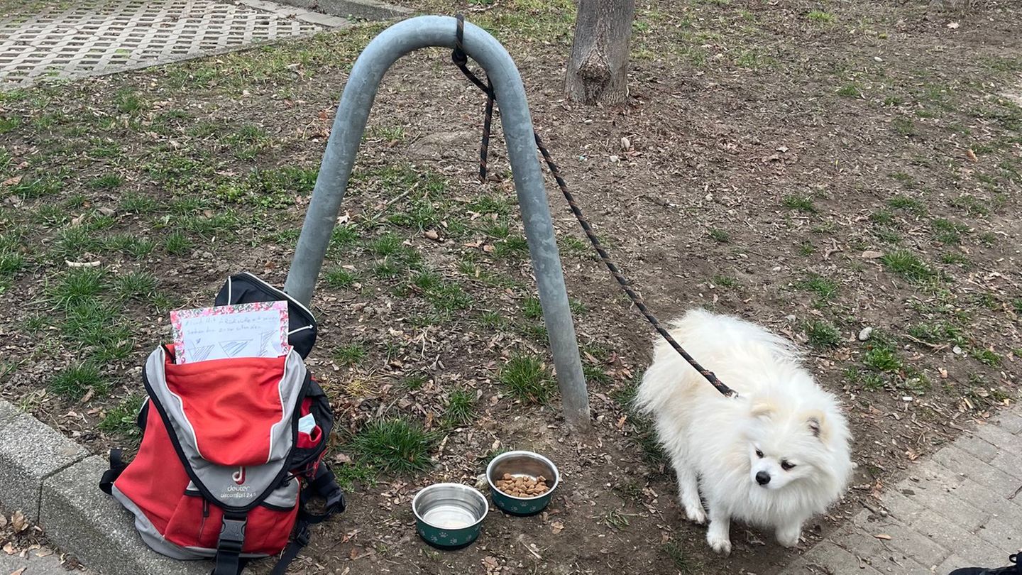 Tiere: „Zu verschenken“- Hund hat wohl bald neue Besitzer