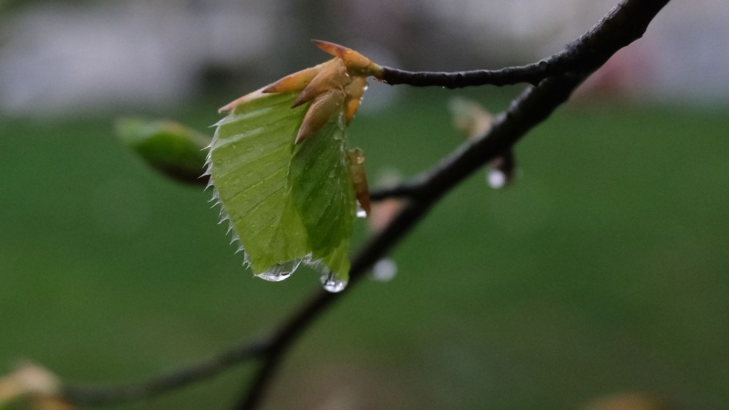 Regen und Gewitter: Regnerisches Wetter in östlichen Bundesländern