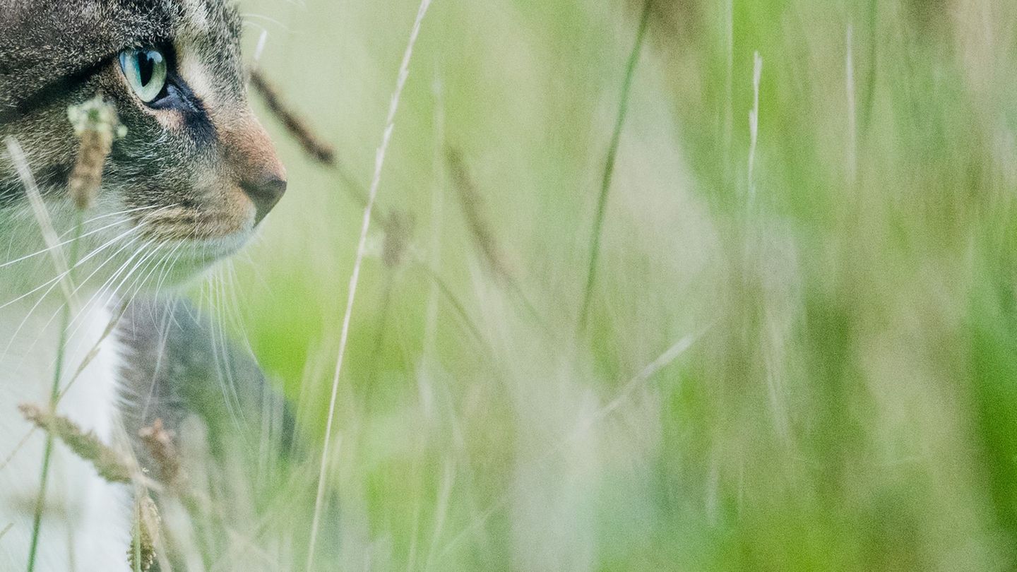 Kriminalität: Schüsse auf Katze – Tier wird eingeschläfert