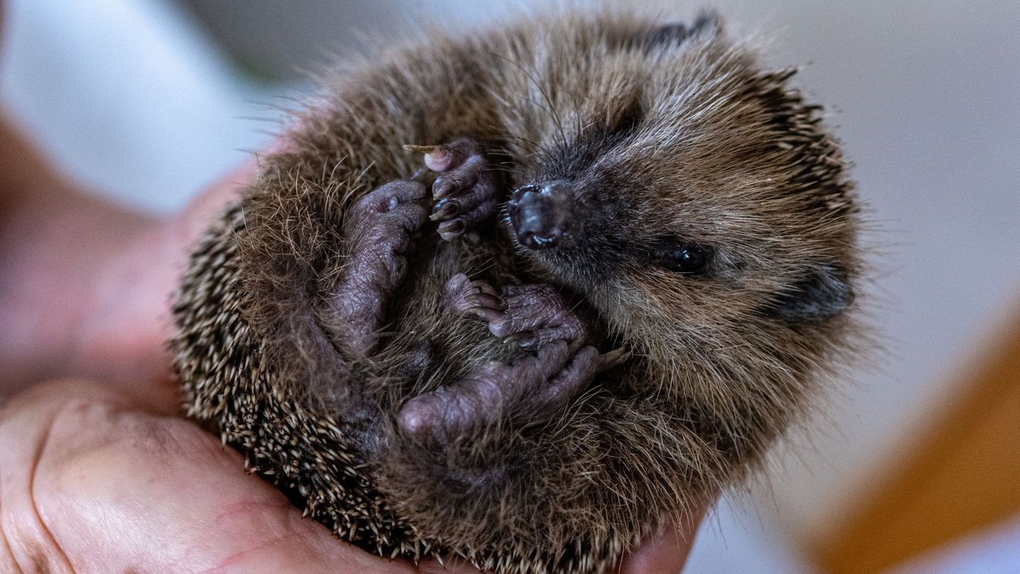 Tiere: Igel in Papiertonne gefunden – Peta setzt Belohnung aus
