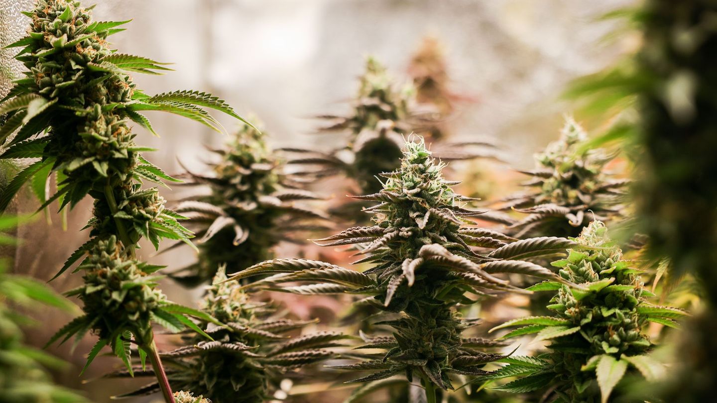 Kriminalität: Hündin erschnüffelt 68 Kilogramm Cannabis in Koffern am BER