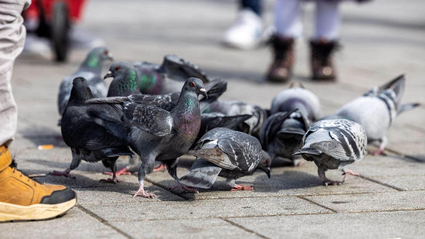 Tiere: Tauben in Limburg: Untere Naturschutzbehörde am Zug