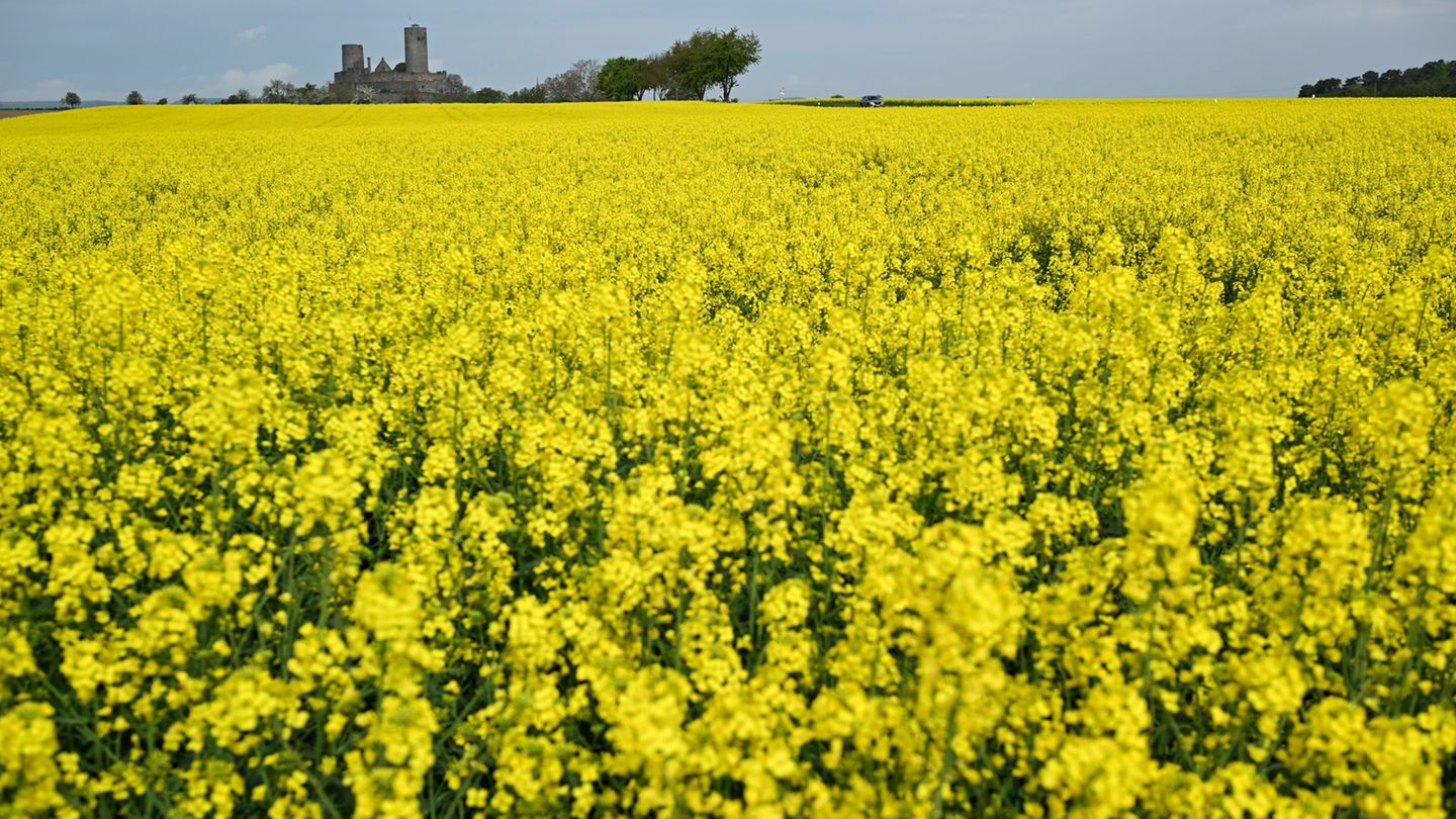 Landwirtschaft: Bauernverband: Raps wird immer wichtiger