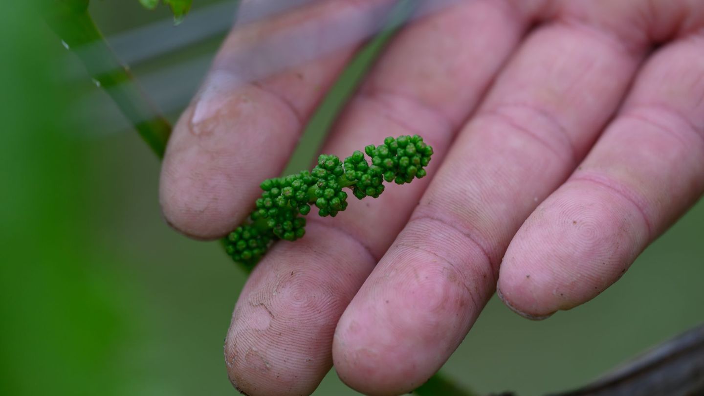Weinwirtschaft: Nach Spätfrost – Sachsens Winzer optimistisch