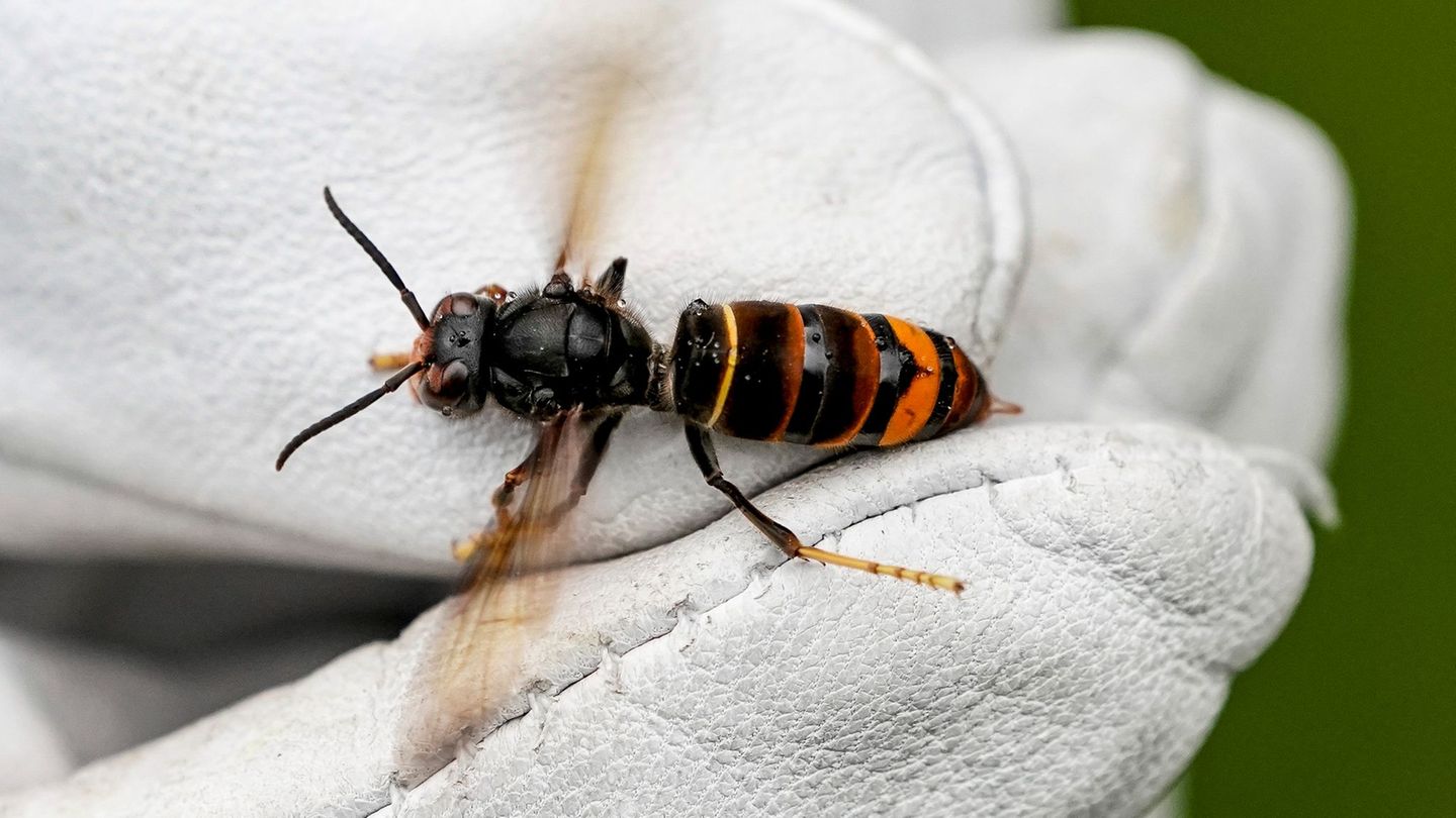 Klimawandel: Neue Bienen- und Wespenarten im Norden