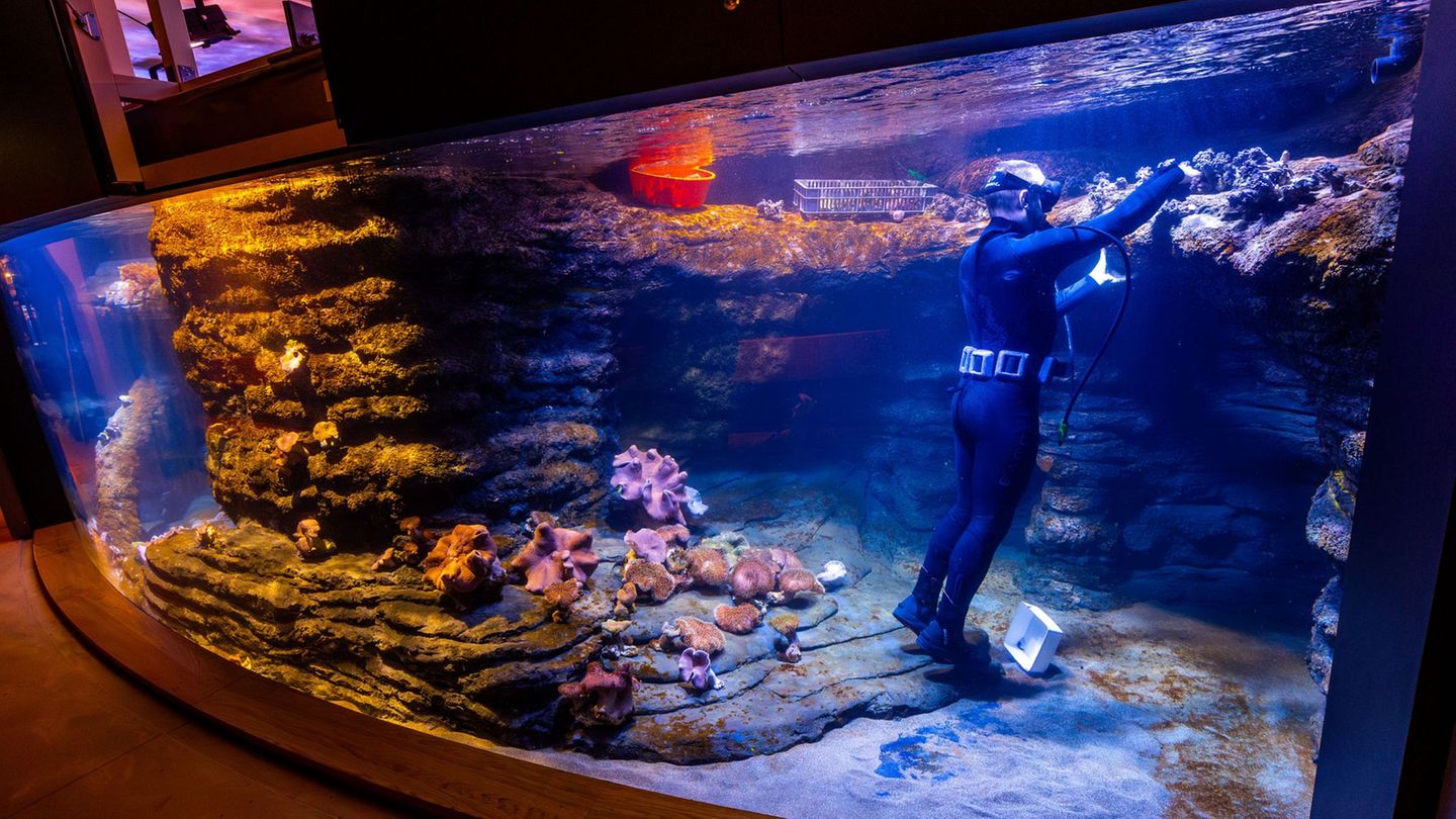 Welt der Meere in Stralsund: Aquarien im Meeresmuseum füllen sich langsam mit Leben