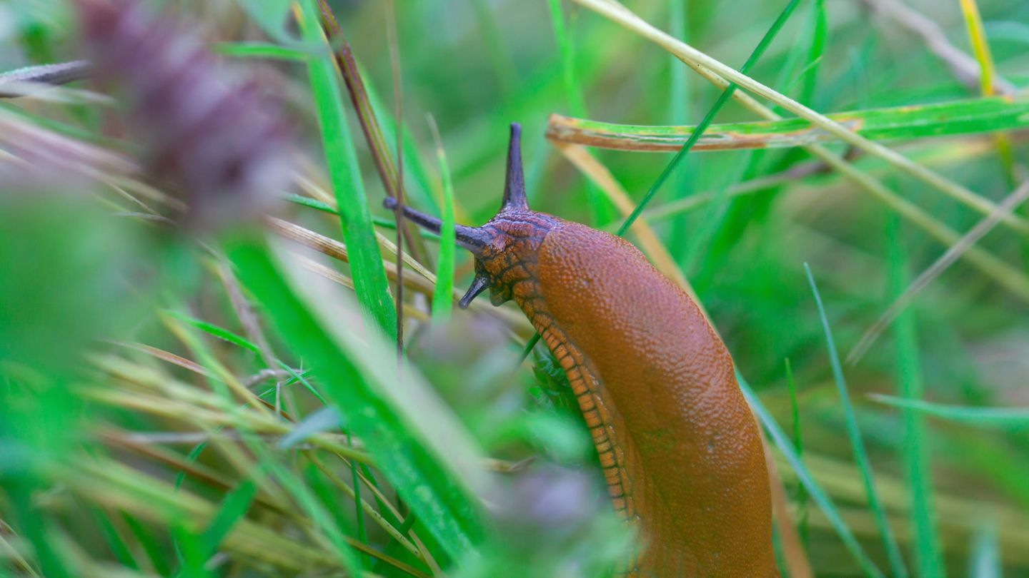 Natürliche Abwehr: Diese Pflanzen sollen Schnecken aus dem Garten fernhalten