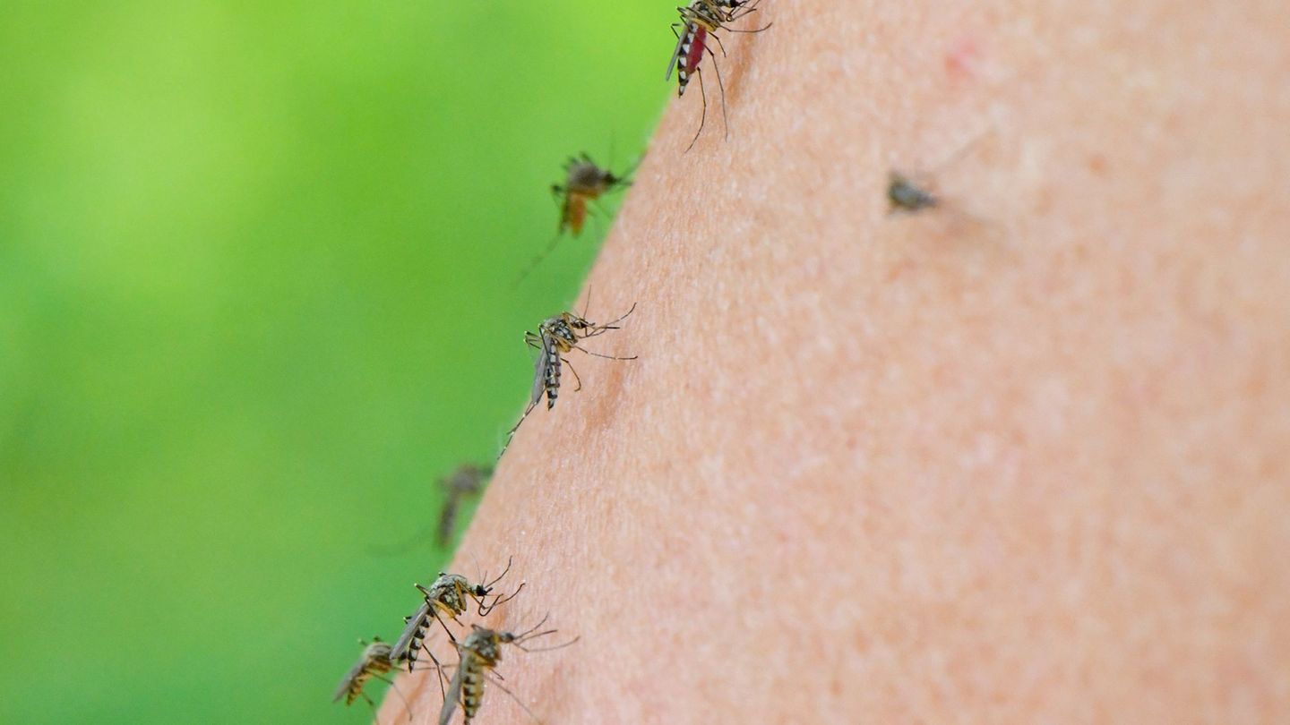 Insekten: Die Stechmückensaison beginnt – Was tun?