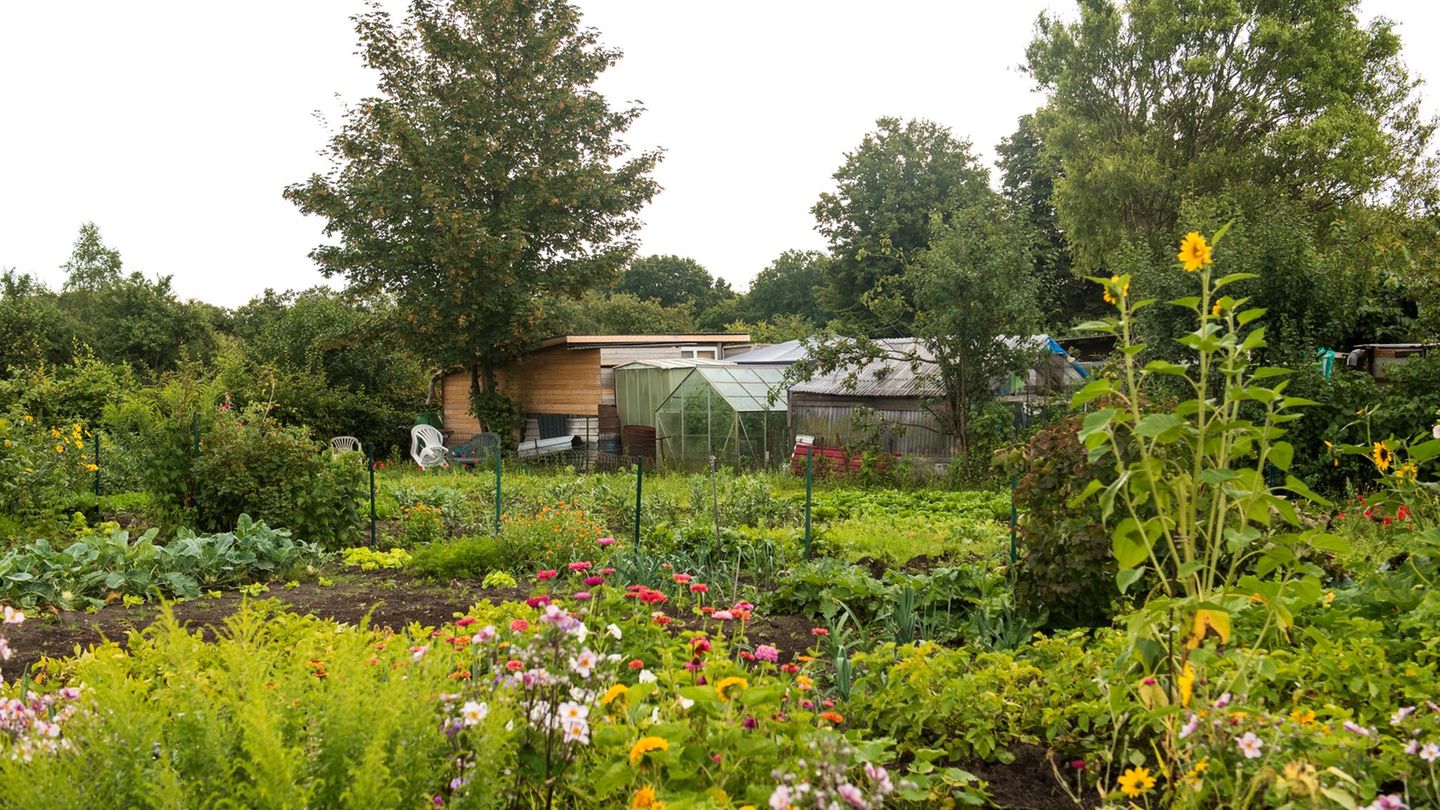Traum vom eigenen Garten: Verband sieht gesunde Nachfrage bei Kleingärten im Norden