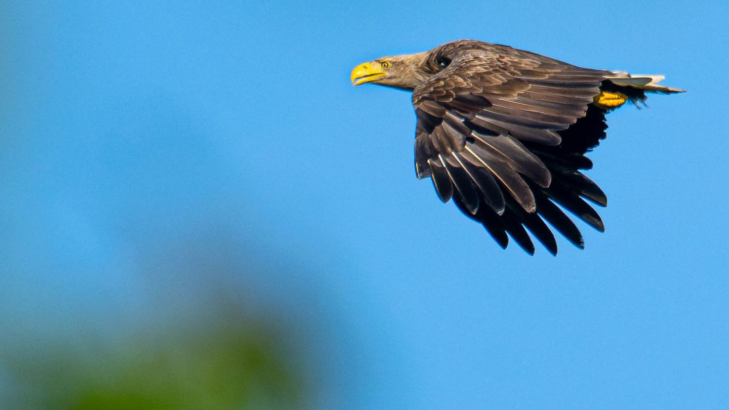 Einheimische Greifvögel: Immer mehr Seeadler in Niedersachsen