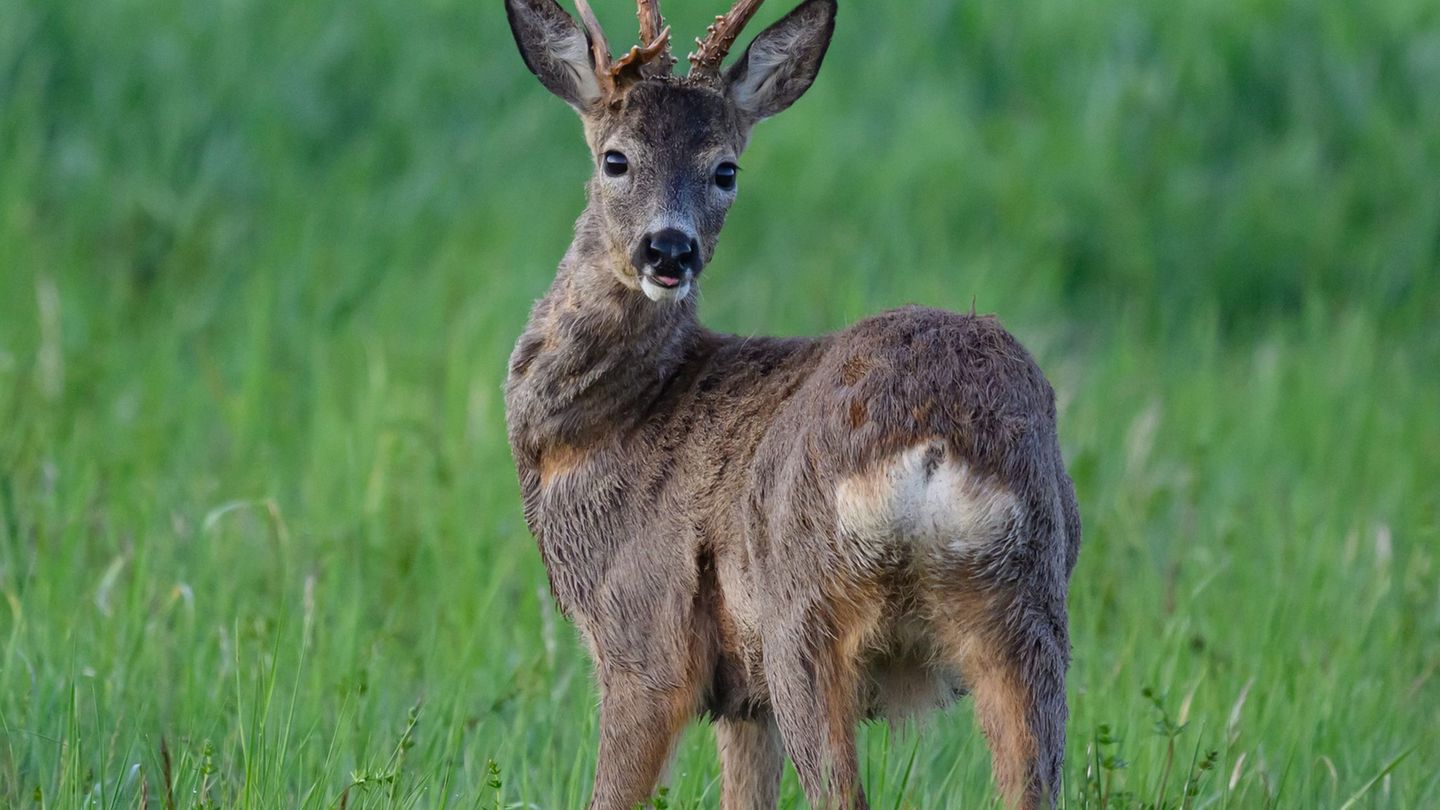 Tierische Rettungsaktion: Reh in Varel aus Hafenbecken gerettet