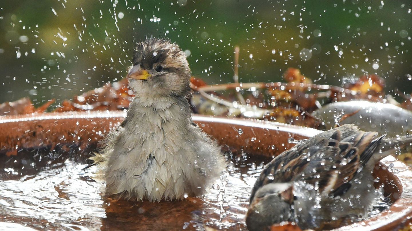 Trockenheit: Tierschutzverein: Wasserschalen für Tiere aufstellen
