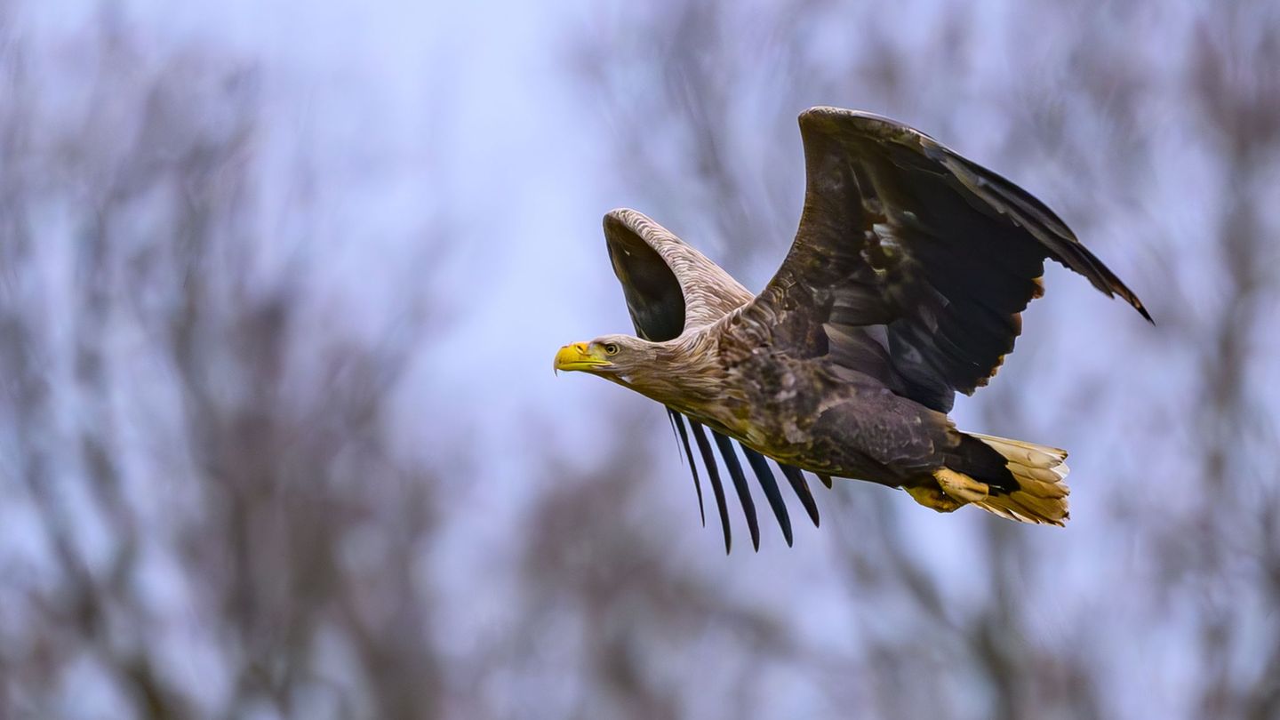 Naturschutz: Tote Seeadler gefunden – Experten befürchten Vergiftungen