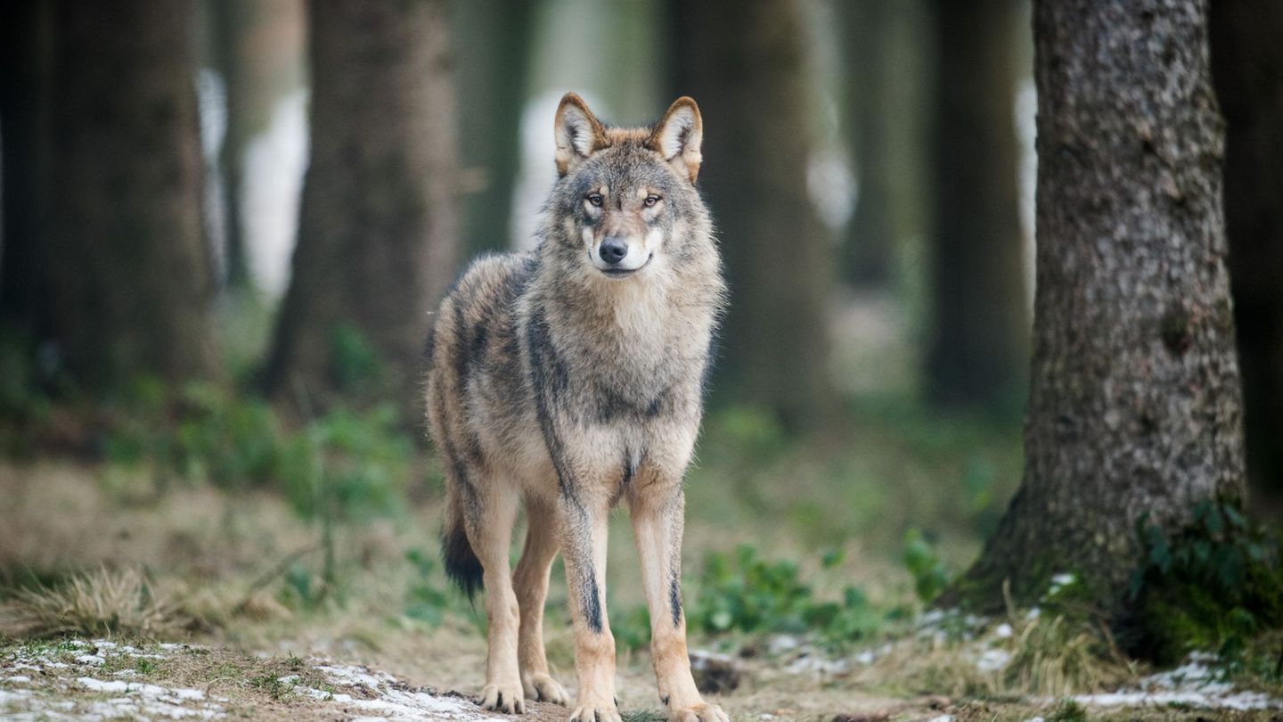 Tiere: Drahtschlingen als Fallen für Wölfe?