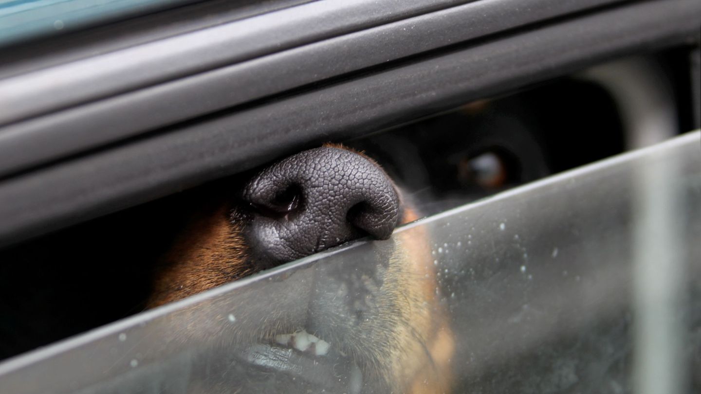 Esslingen: Polizei befreit Hund – Besitzerin kommt berauscht auf Wache