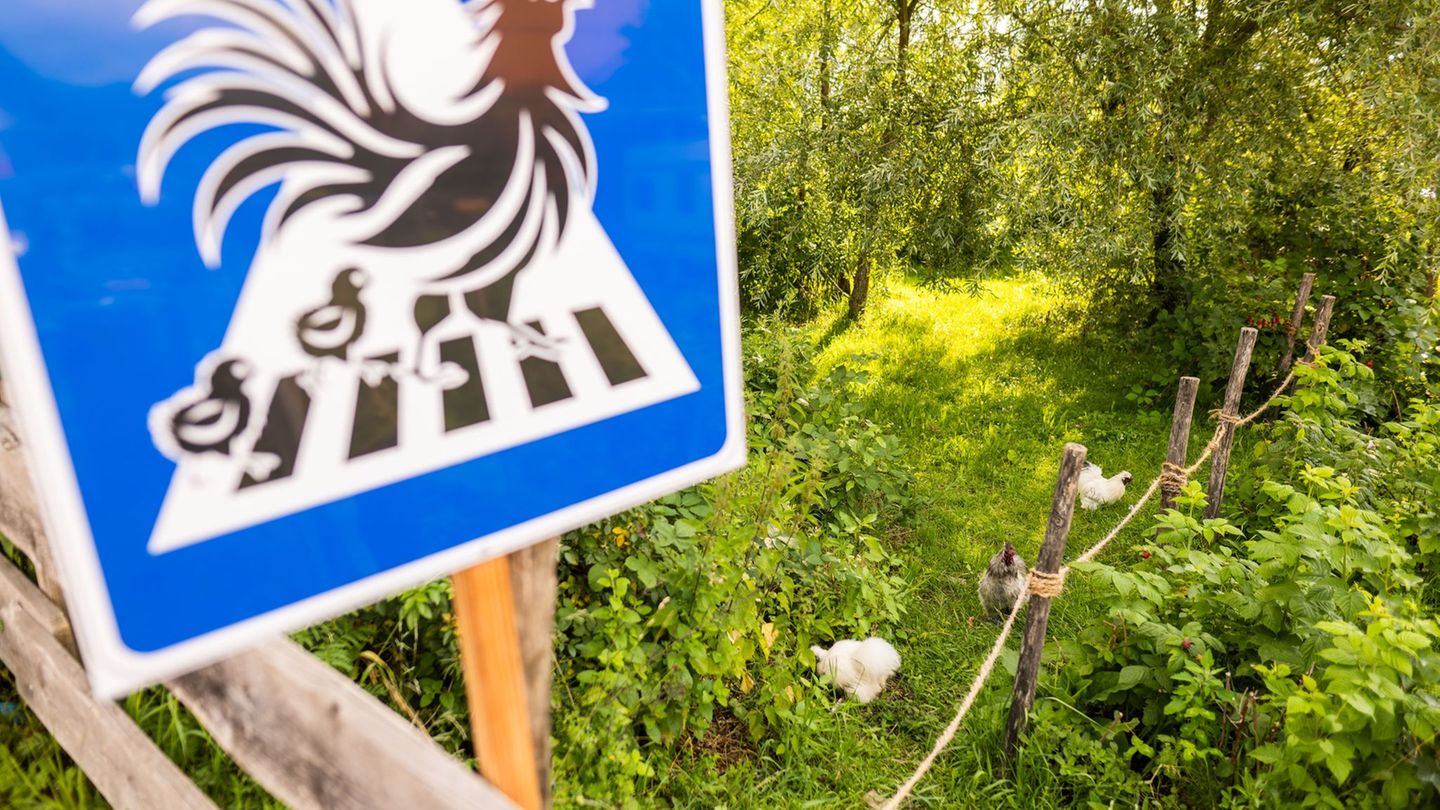 Tierwohl an der Straße: Handwerksmeister schildert Privatübergang für Hühner aus