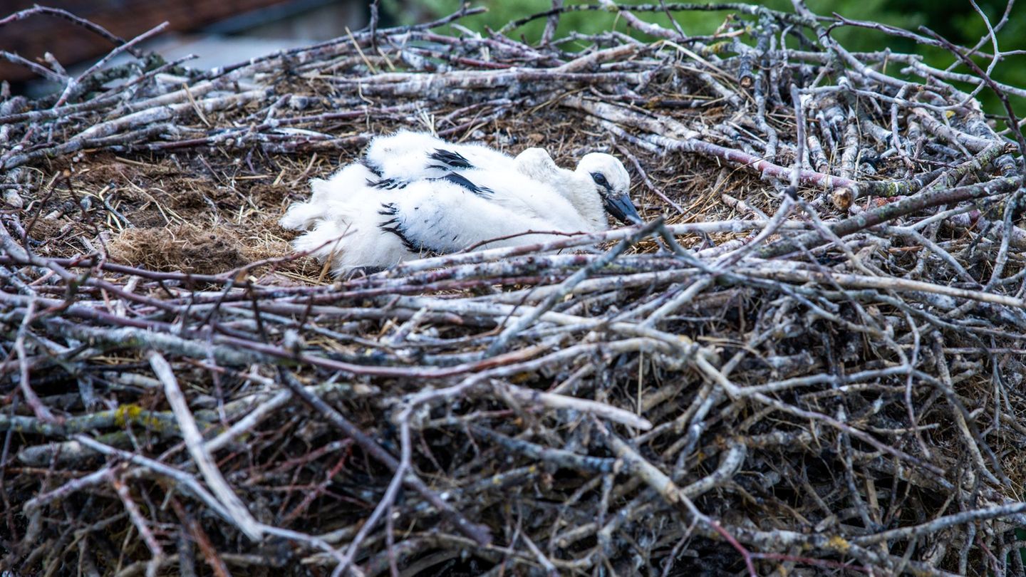 Tierrettung: Feuerwehr rettet Jungstörche mit Drehleiter aus Nest