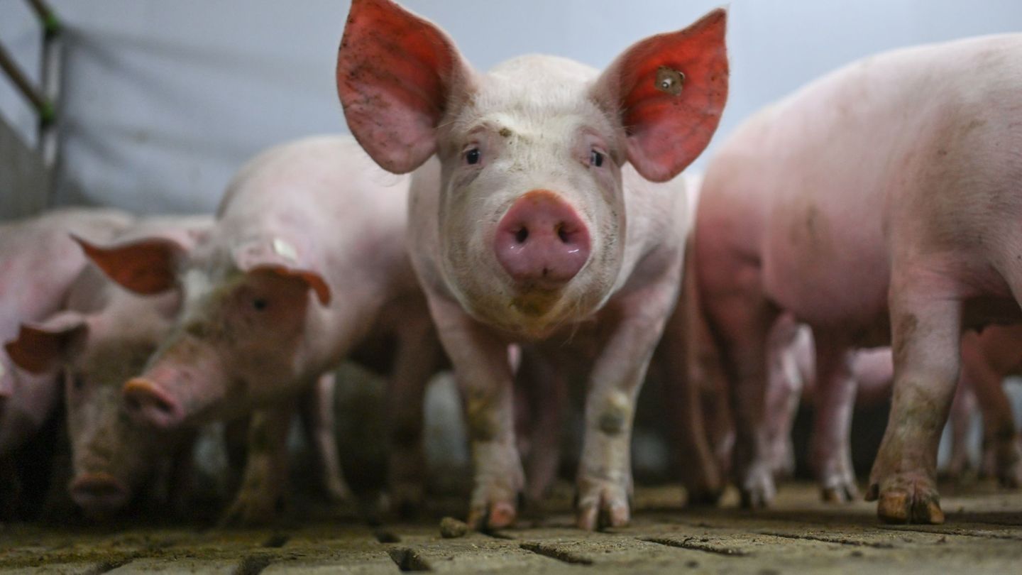 Tote Wildschweine in NRW: Schweinehalter hoffen auf Eindämmung von Tierseuche ASP