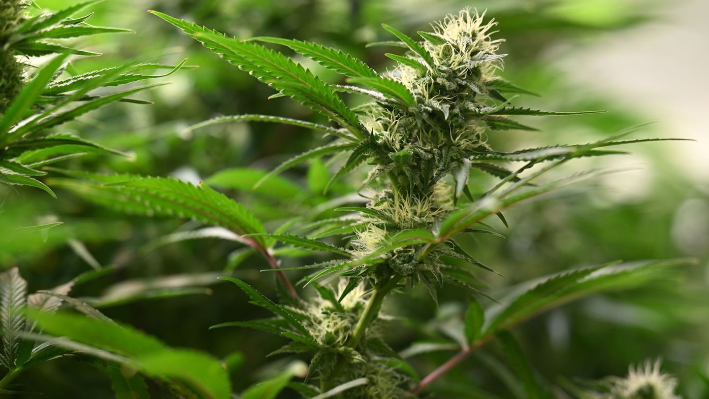 Cannabis: Erst acht Cannabis-Anbauvereinigungen im Norden