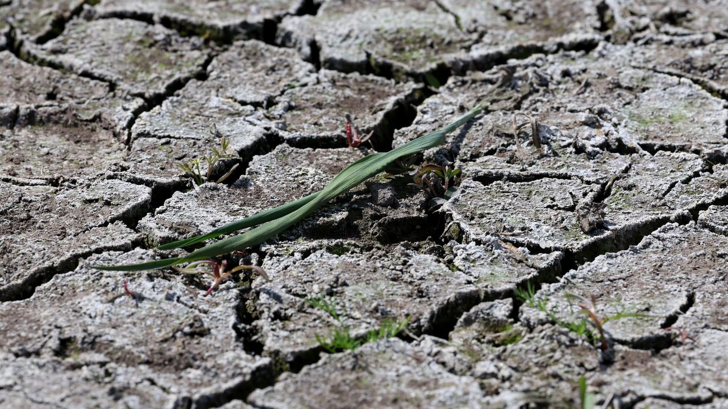 Folgen des Klimawandels: Weite Teile Bayerns leiden unter Dürre