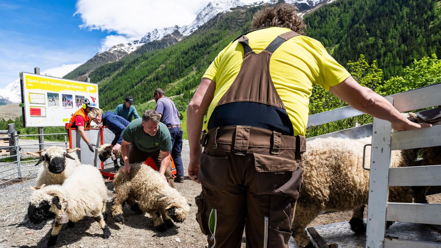 Katastrophe in Blatten: Schafhalter wird nach Gletscherabsturz vermisst – das ist über ihn bekannt