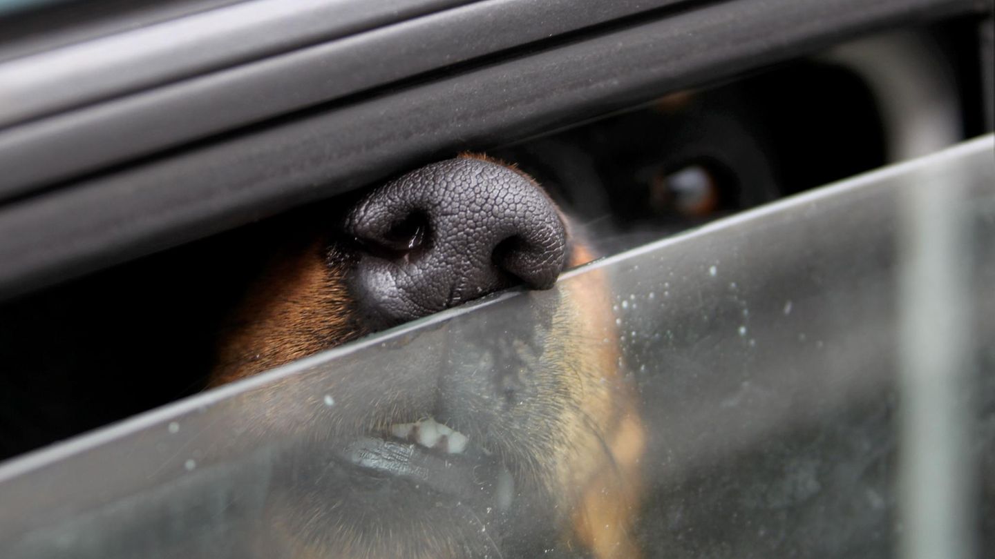Bayern: Hund bei sommerlichen Temperaturen im Auto gelassen – tot