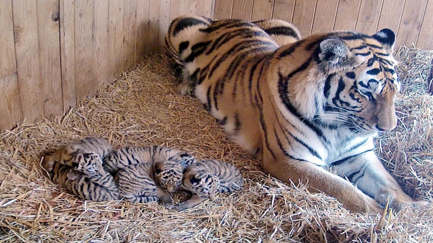 Tragischer Unfall: Drama im Zoo Magdeburg – Tigerin Stormi tötet aus Versehen ihr Junges