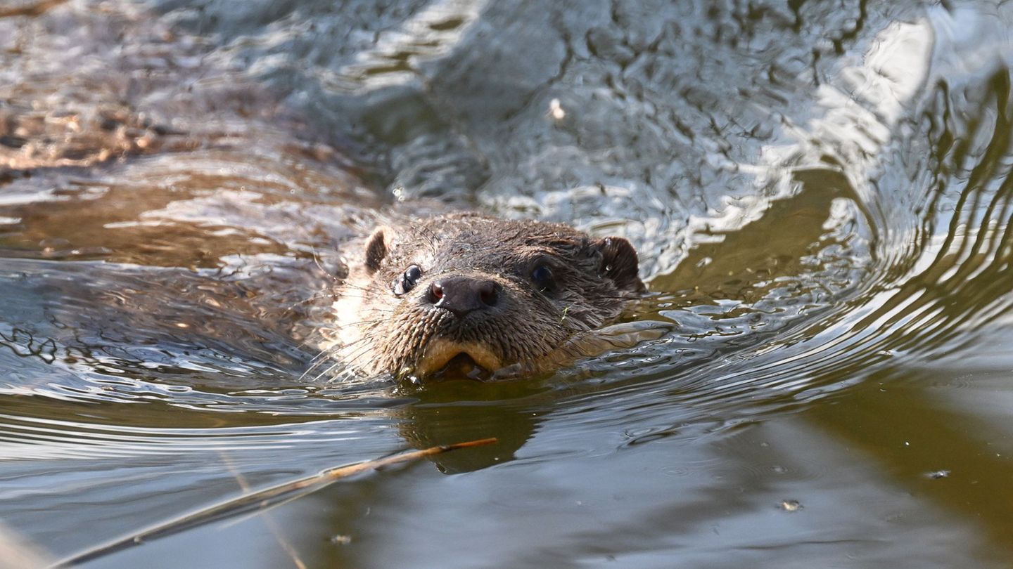 Tierschutz: Aiwanger kritisiert Gerichtsentscheidung zu Fischottern