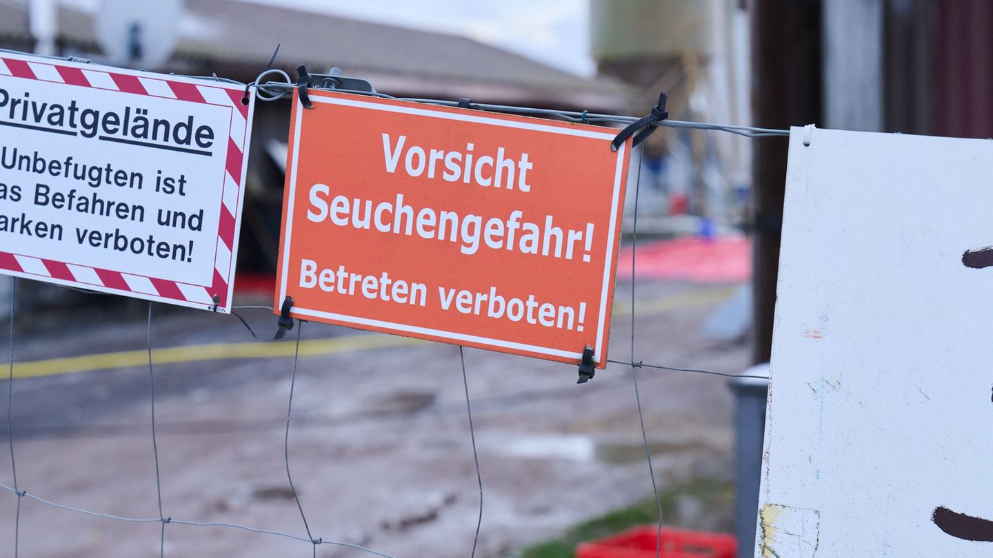 Maul- und Klauenseuche: Landwirte können Entschädigung wegen Tierseuche beantragen