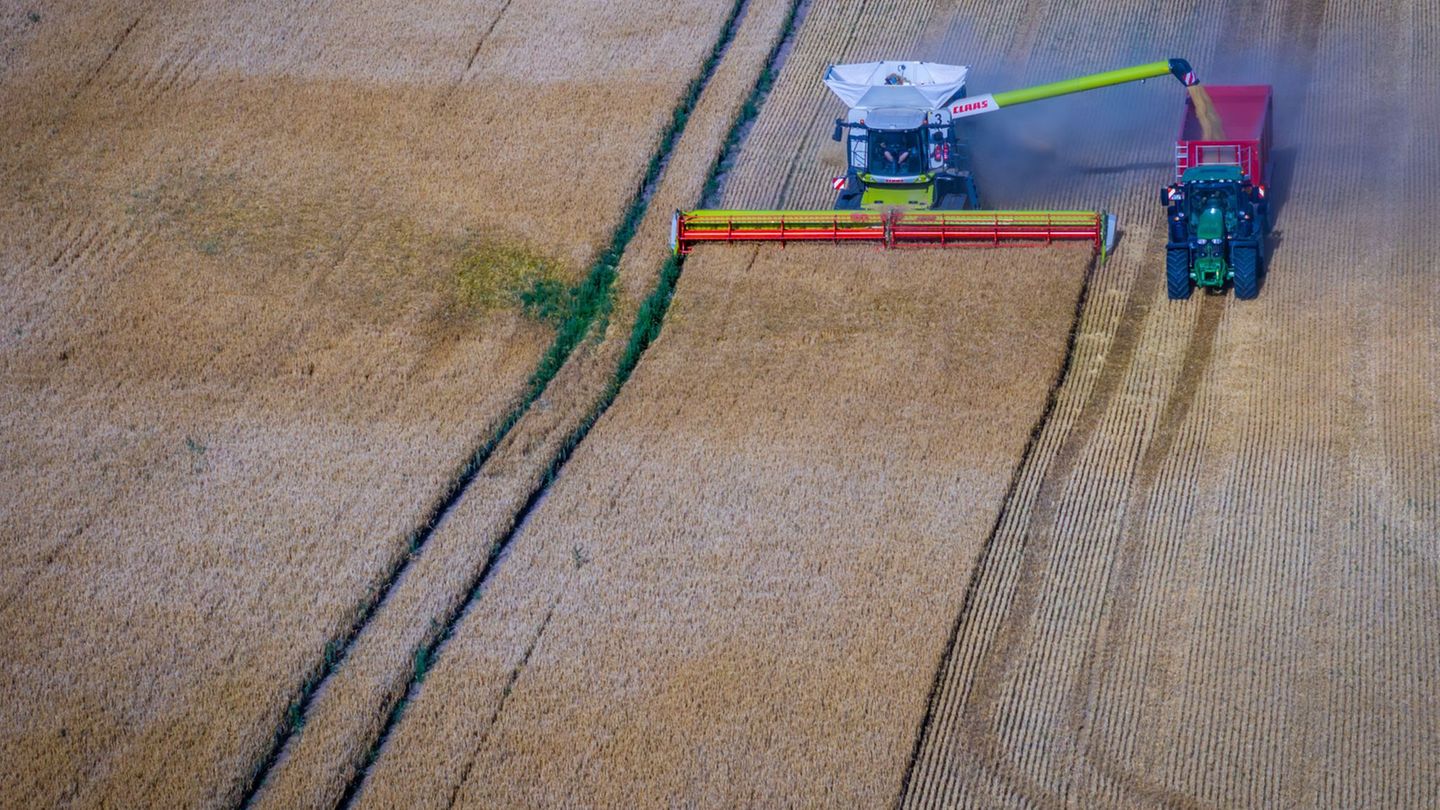 Getreideanbau: Gerstenernte trotz Trockenheit besser als erwartet