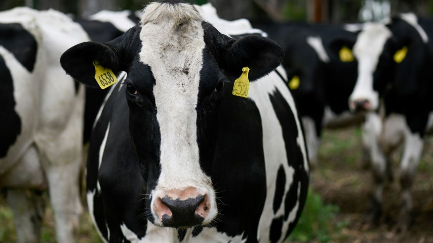 Lidl will Großteil seiner Molkereiprodukte auf höhere Haltungsformstufe umstellen