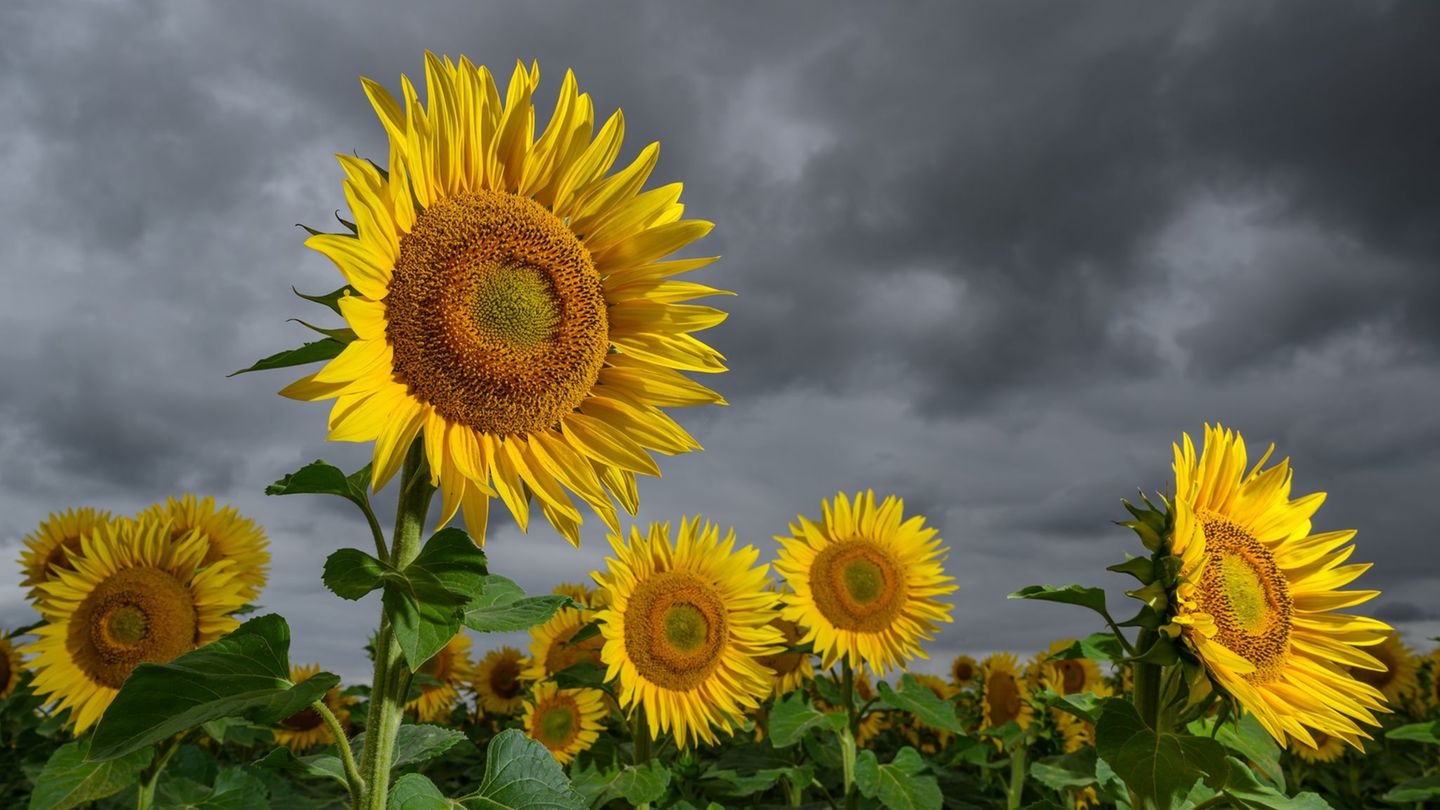 Wetter: Wechselhafte Aussichten zum Ende der Woche