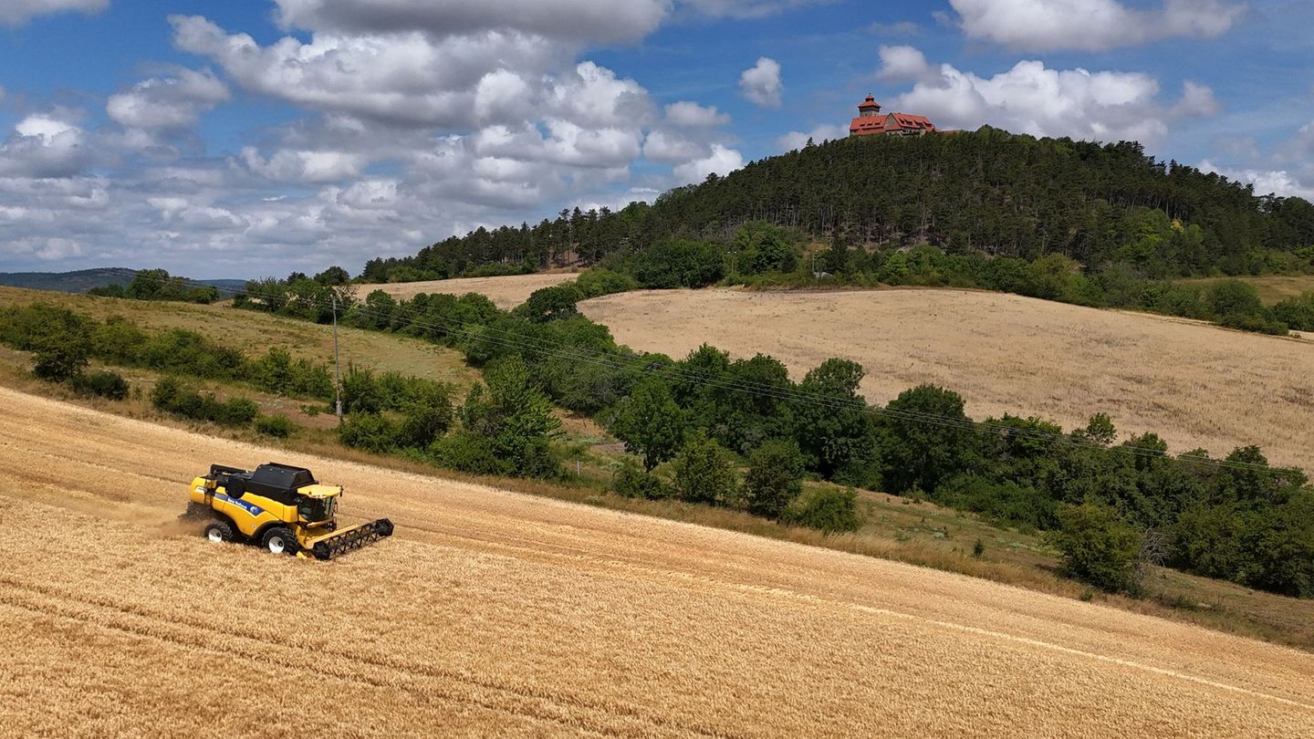 Statistik: Mehr Winterweizen, weniger Sommergerste angebaut