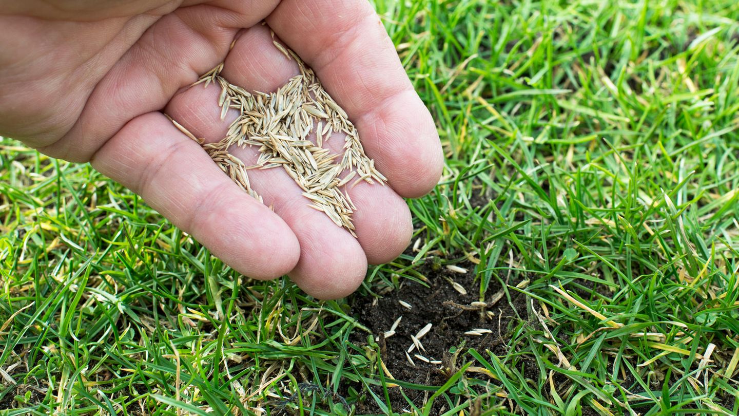 Sommersaison: Bio-Rasendünger (Testsieger) für 19 statt 60 Euro: Top Garten-Angebote am Dienstag