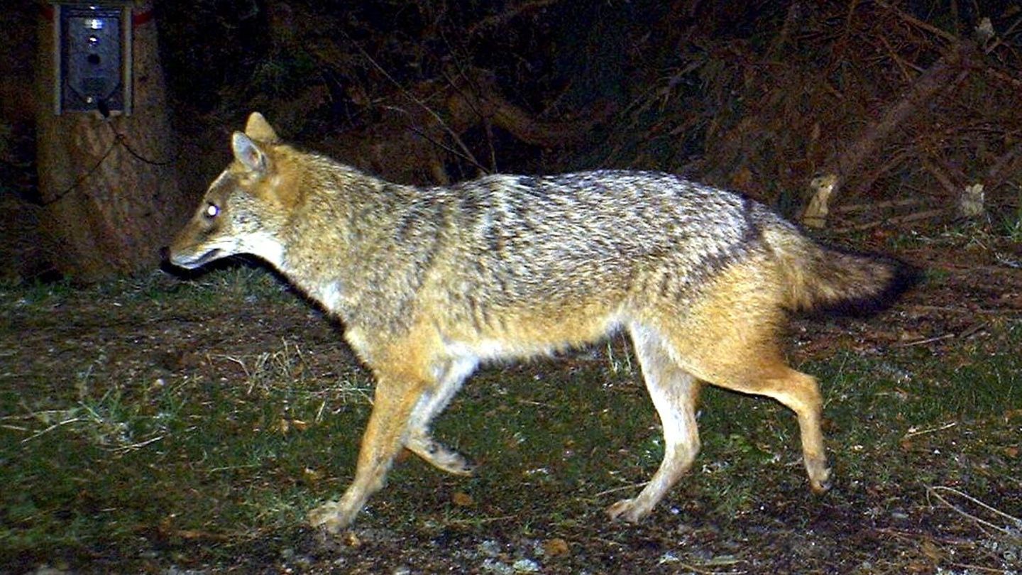 Abschusserlaubnis endet: Goldschakal auf Sylt kommt wohl mit dem Leben davon