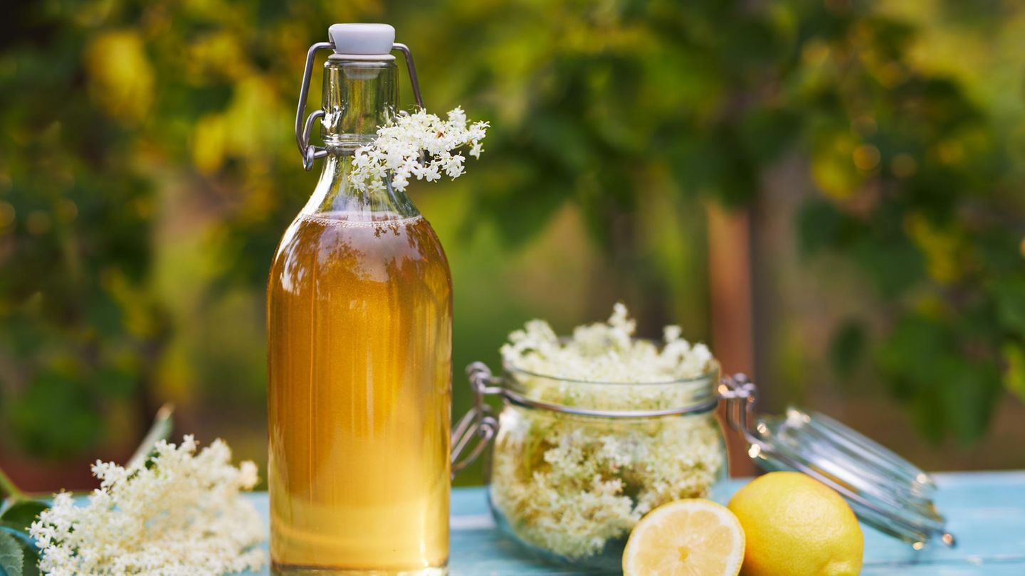 Aus dem Garten: Holunderblütensirup selbst machen, statt zu kaufen: So gelingt das Rezept