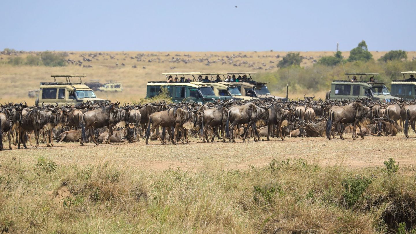 Tierwanderung: Spektakuläre Wanderung der Gnus – Sorge vor Übertourismus