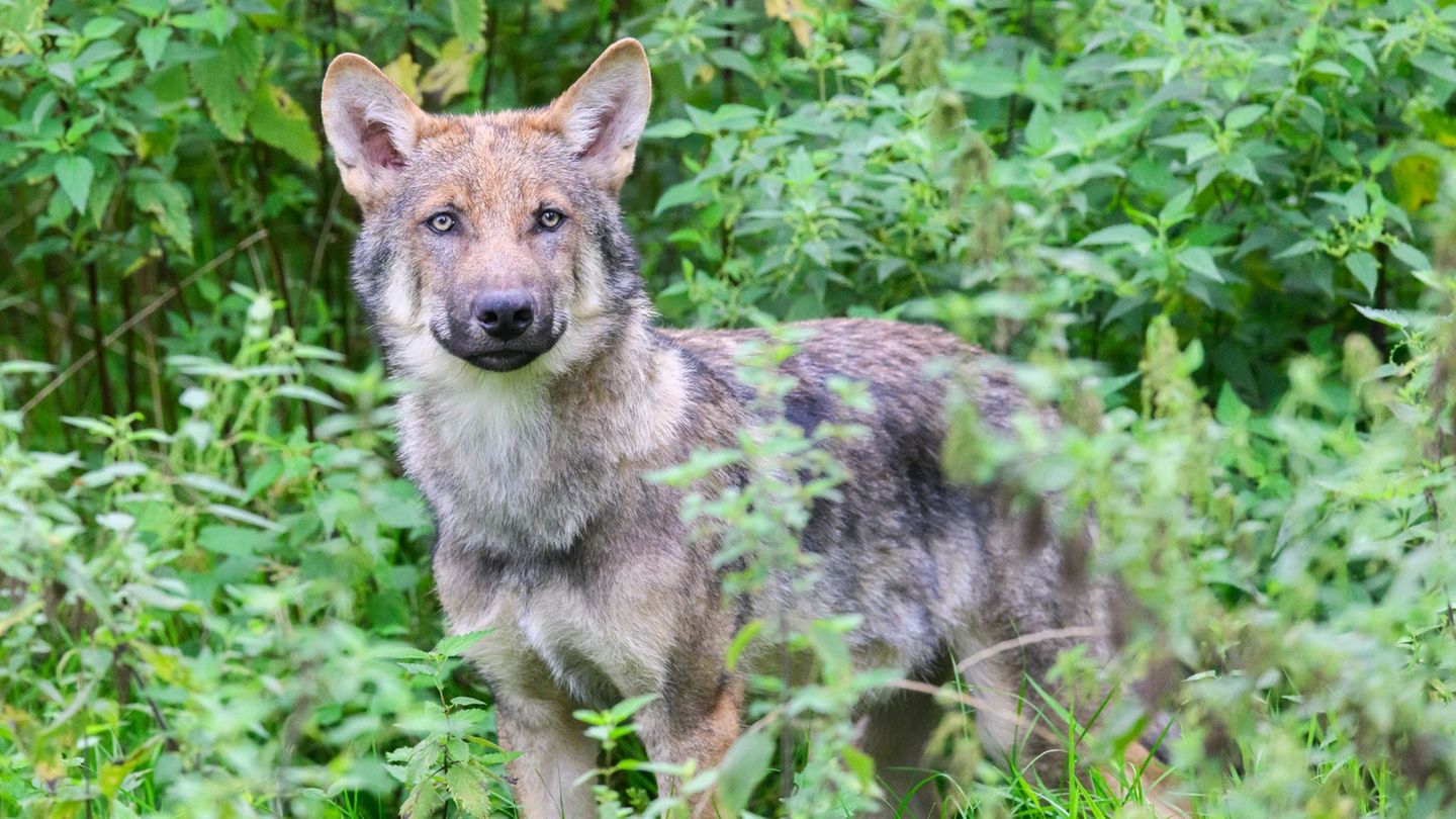 Wolf auf Wanderschaft?: Wolfssichtungen im Süden von Rheinland-Pfalz