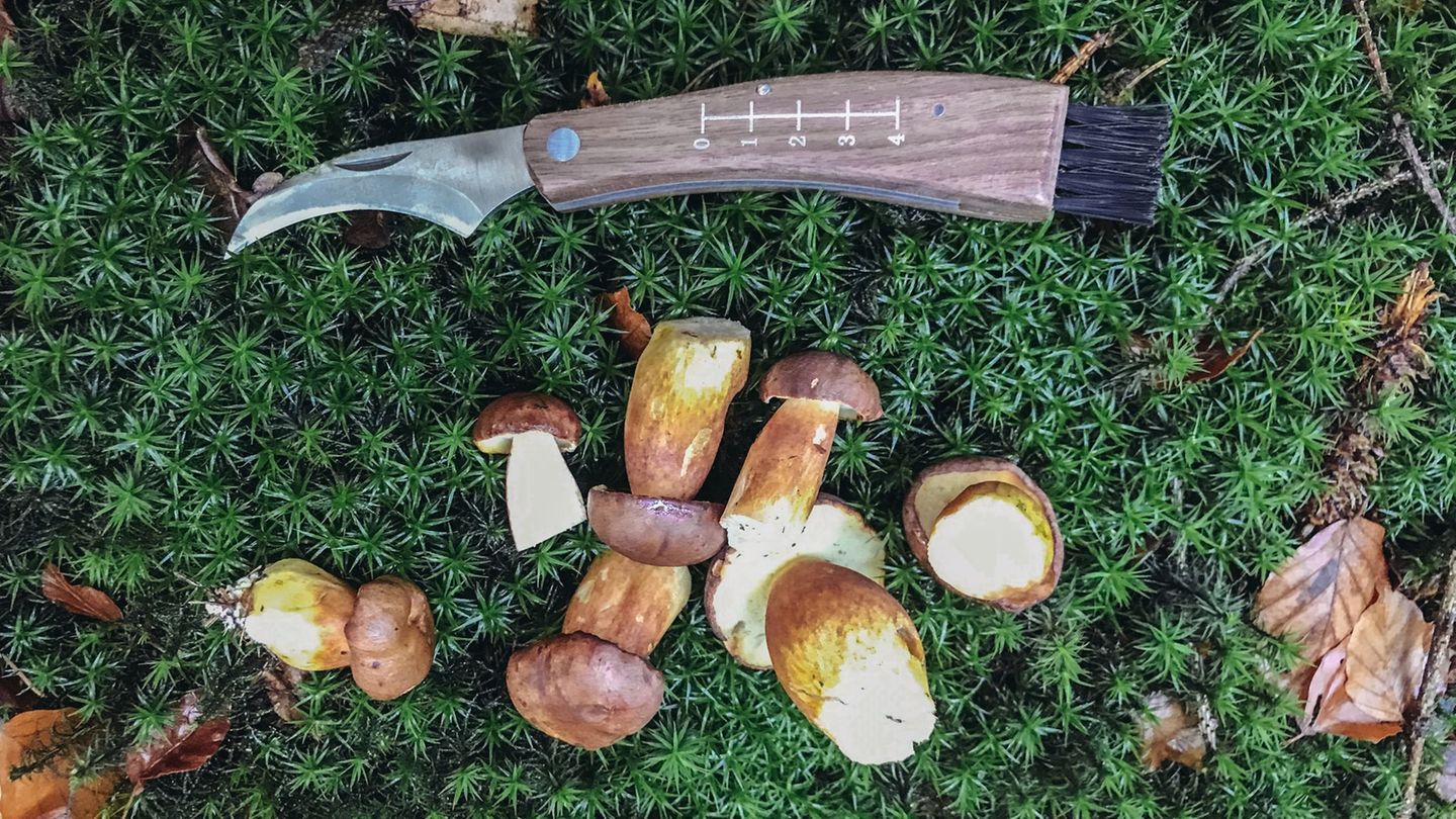 Genuss aus dem Wald: Pilze sammeln im Südwesten – wo es jetzt möglich ist