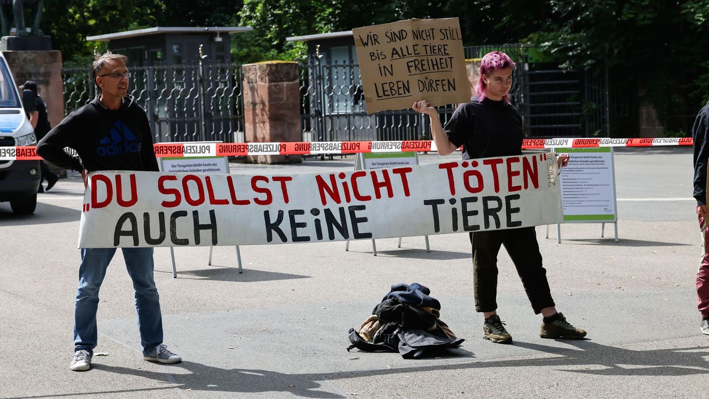 Zootiere: Nach Pavian-Tötung: Tierschützer bauen Protestcamp auf