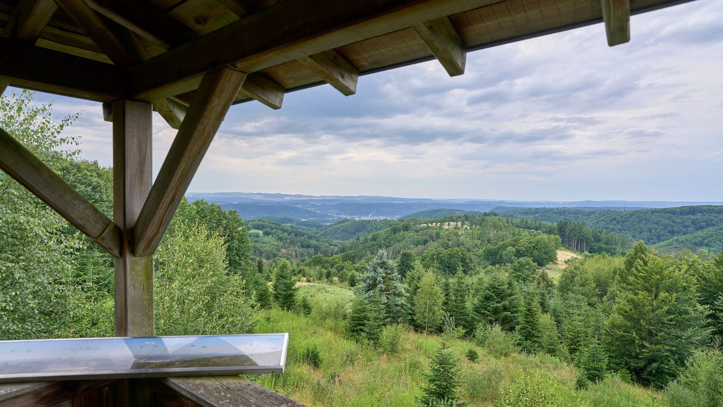 Wald: Trotz Regens: Wald ist weiterhin zu trocken