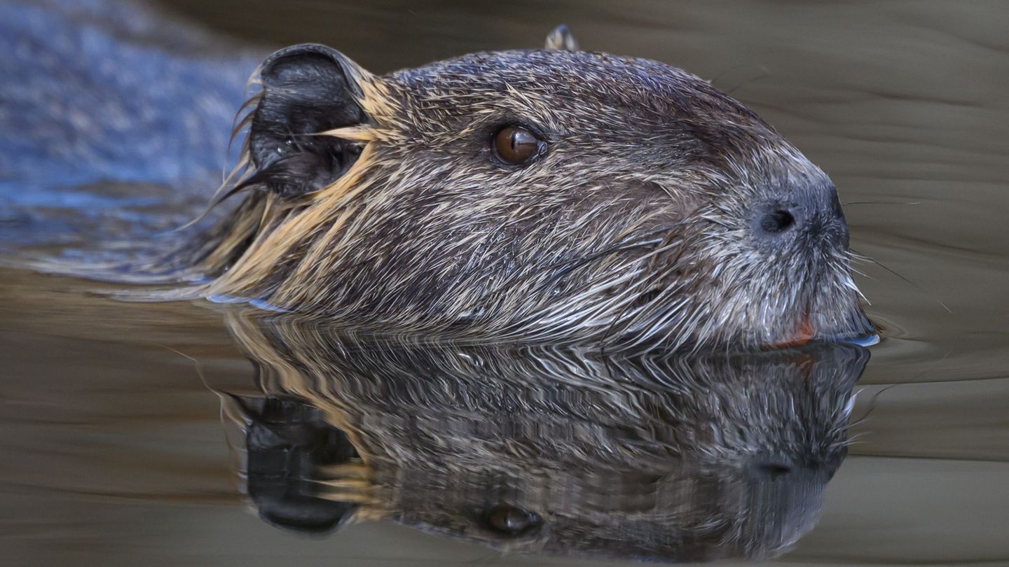 Schäden durch Nager: Warum mehr Nutrias eine Gefahr für den Hochwasserschutz sind
