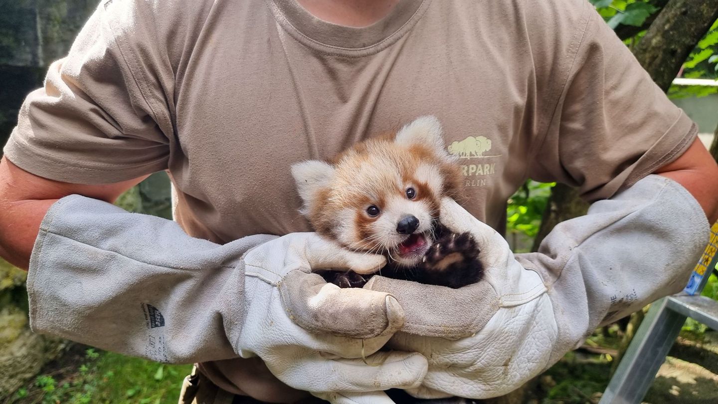 Tiere: Doppelter Nachwuchs bei den Roten Pandas im Tierpark Berlin