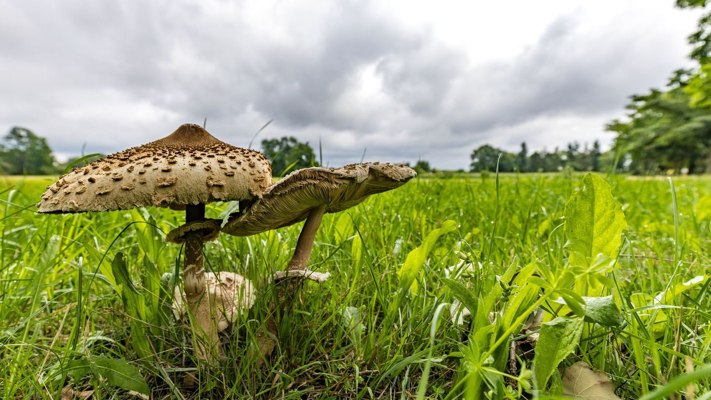 Natur: Pilzsammler aufgepasst: Regen bringt Boom – und Giftiges