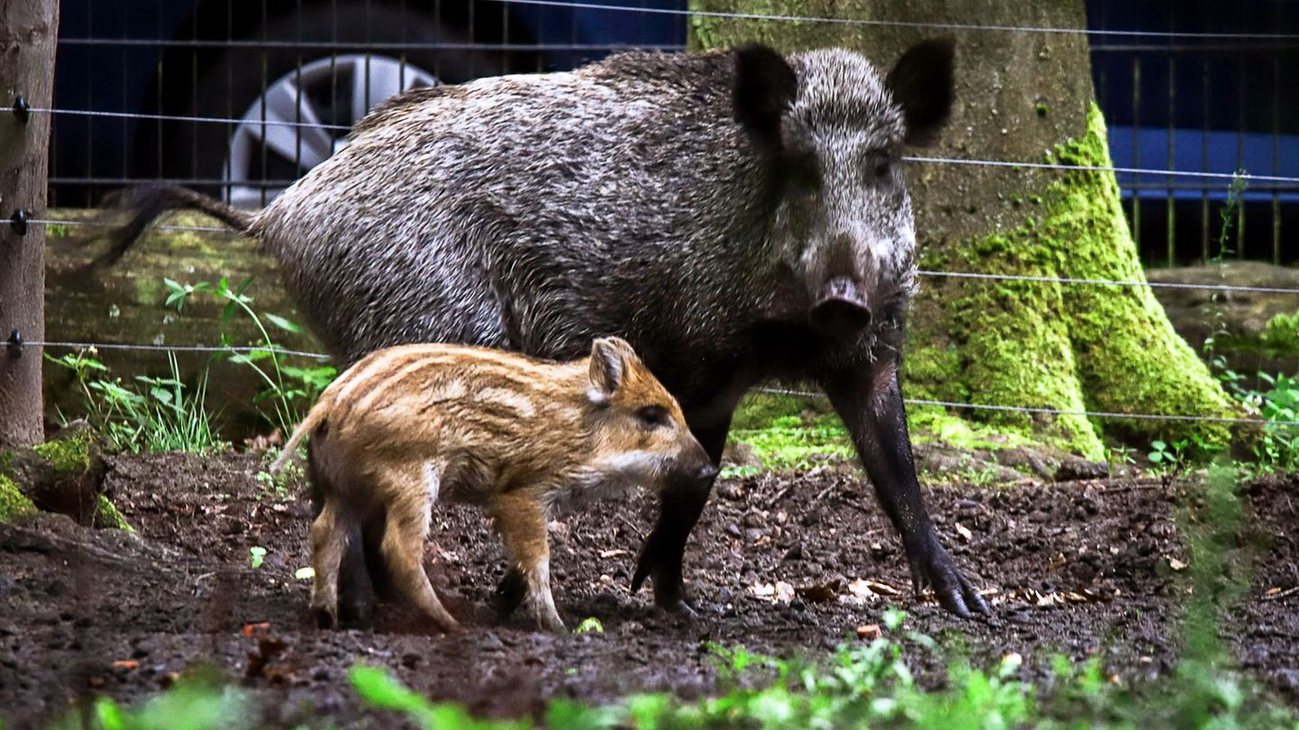 Tiere: „Amy Schweinhouse“: Berliner Wildschweine getauft
