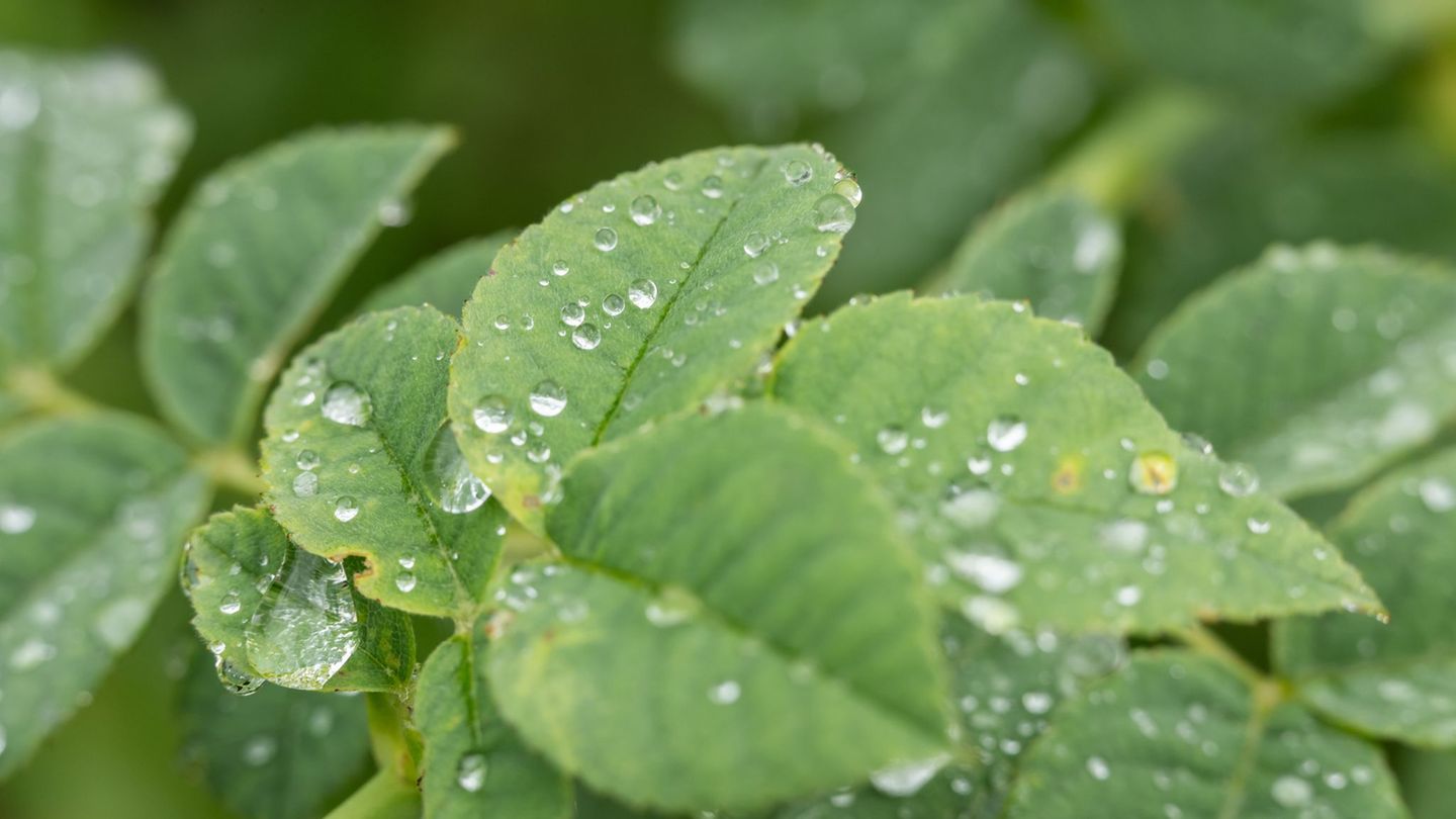Natur: Sommerregen für Grundwasserspiegel weniger entscheidend