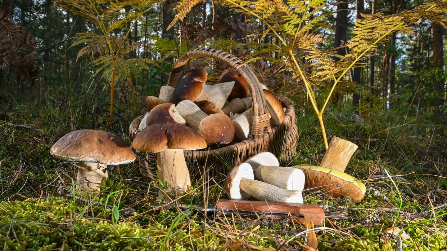Lebensmittel in der Natur: Vorsicht bei Pilzen: So erkennt man gefährliche Doppelgänger