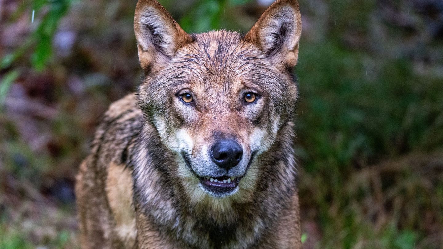 Nach tagelanger Suche: Entlaufene Wölfin im tschechischen Böhmerwald eingefangen
